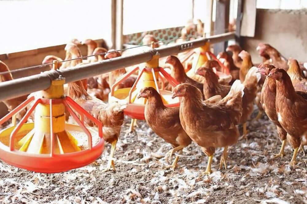 健康な鶏を育て上げる飼養技術